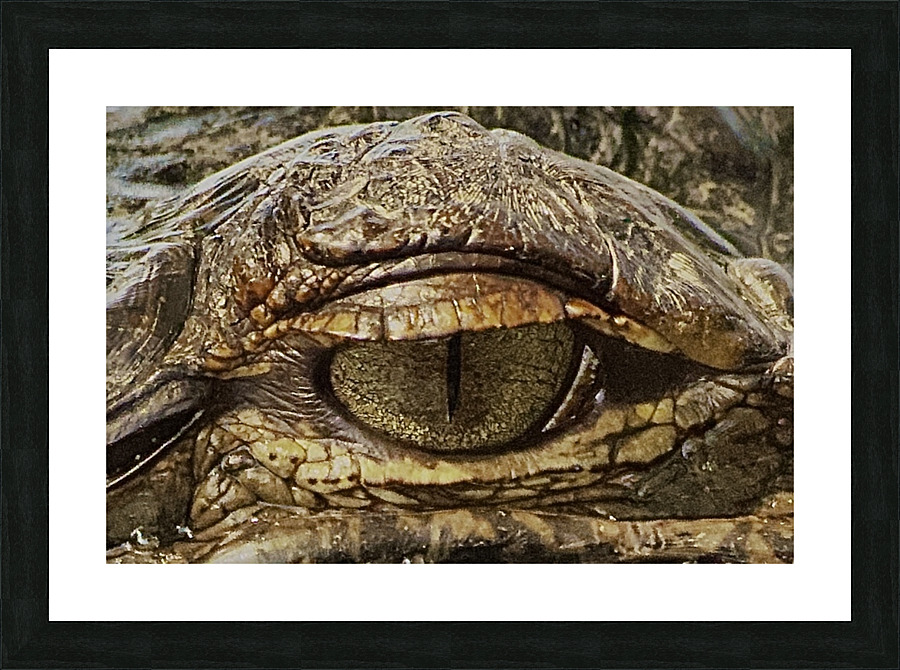 DSC 2490 Picture Frame print