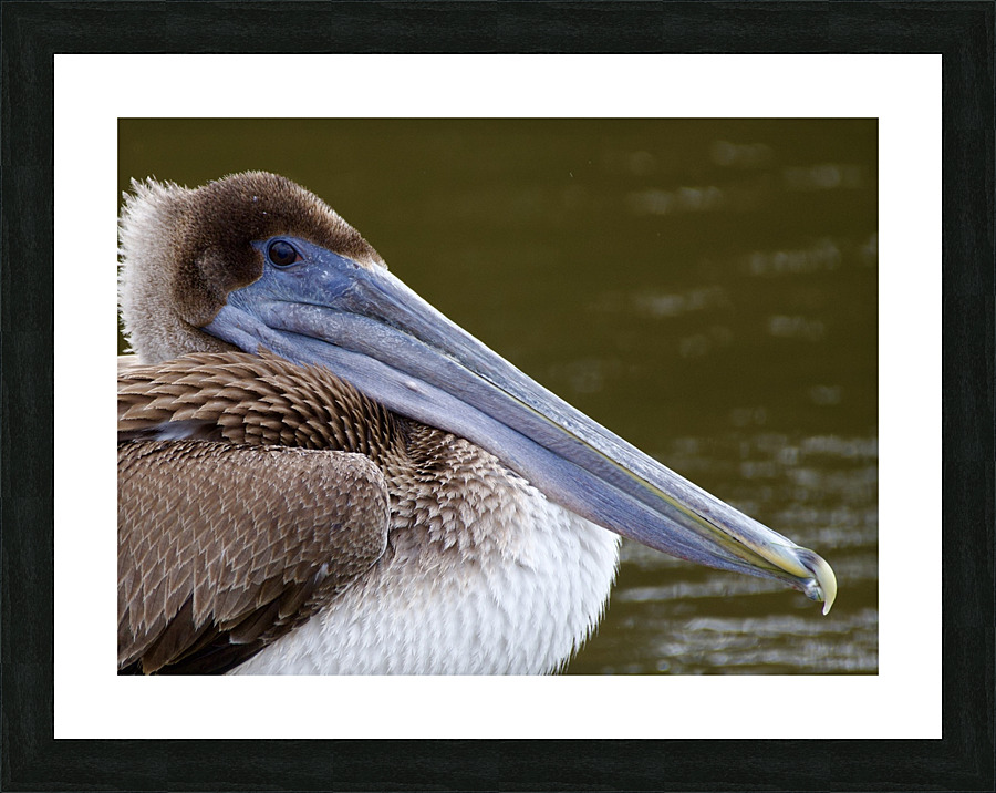 DSC 0062 Picture Frame print