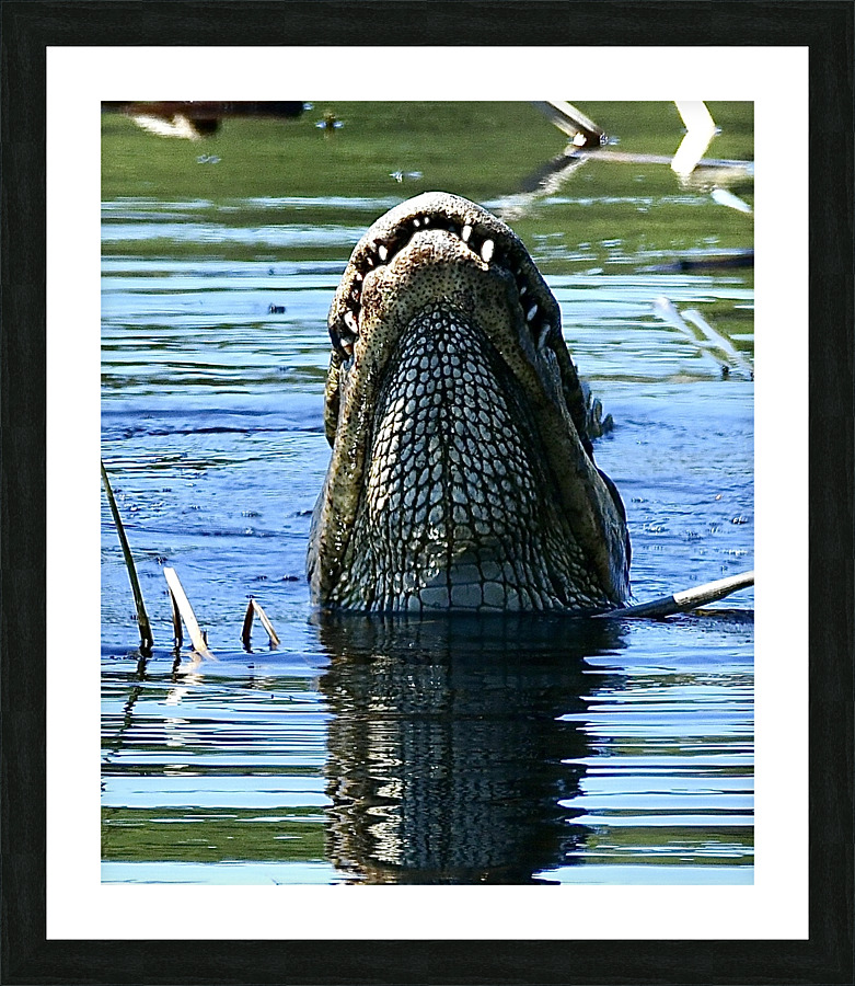 DSC 2826 Picture Frame print
