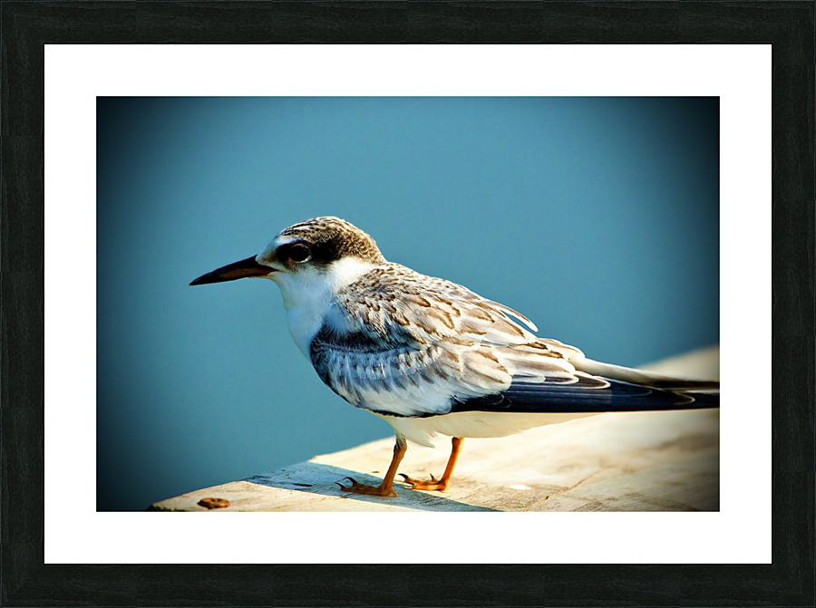 500 1730 Picture Frame print