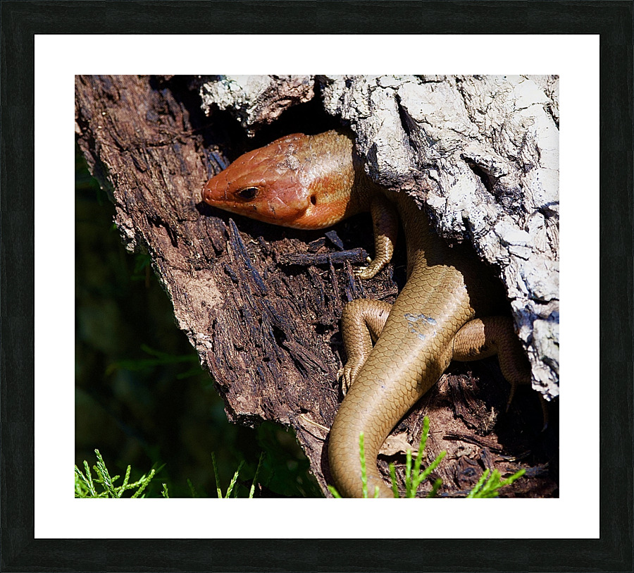 DSC 2980 Picture Frame print