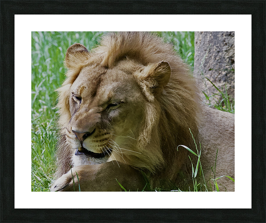 DSC 3044 Picture Frame print
