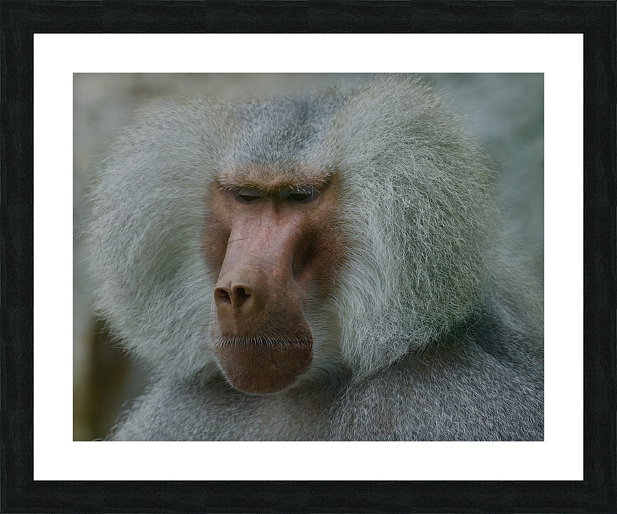 DSC 3069 Picture Frame print