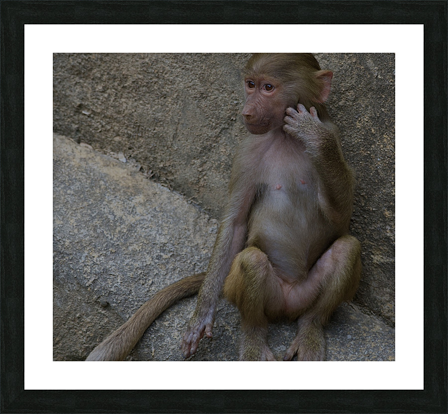 DSC 3093 Picture Frame print