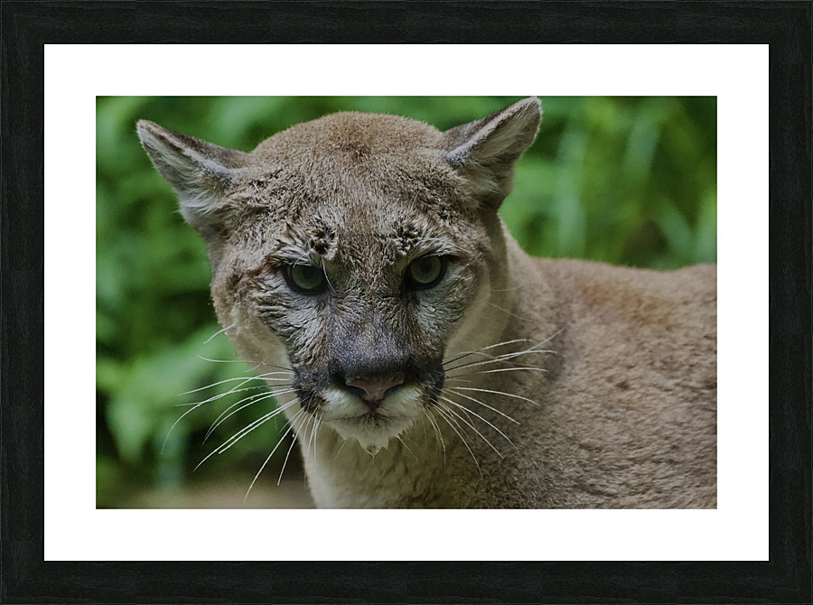 DSC 3150 Picture Frame print