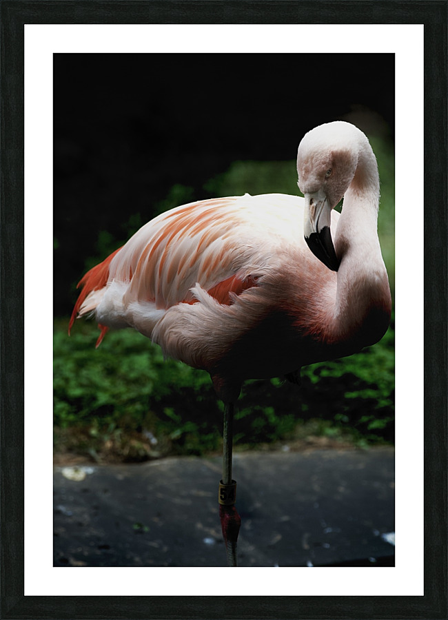 DSC 3102 Picture Frame print