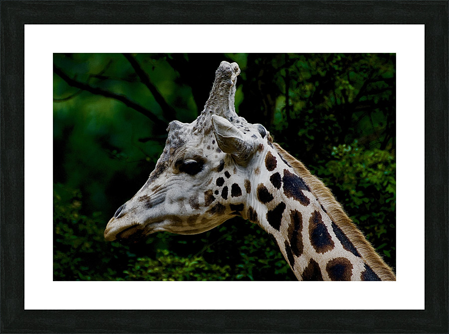 DSC 3129 Picture Frame print