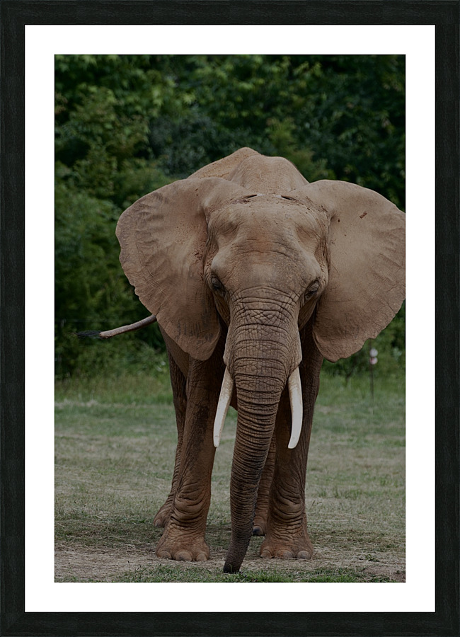 DSC 3123 Picture Frame print
