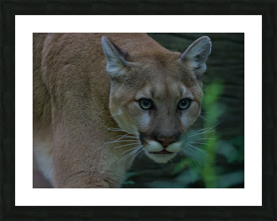 DSC 3179 Picture Frame print