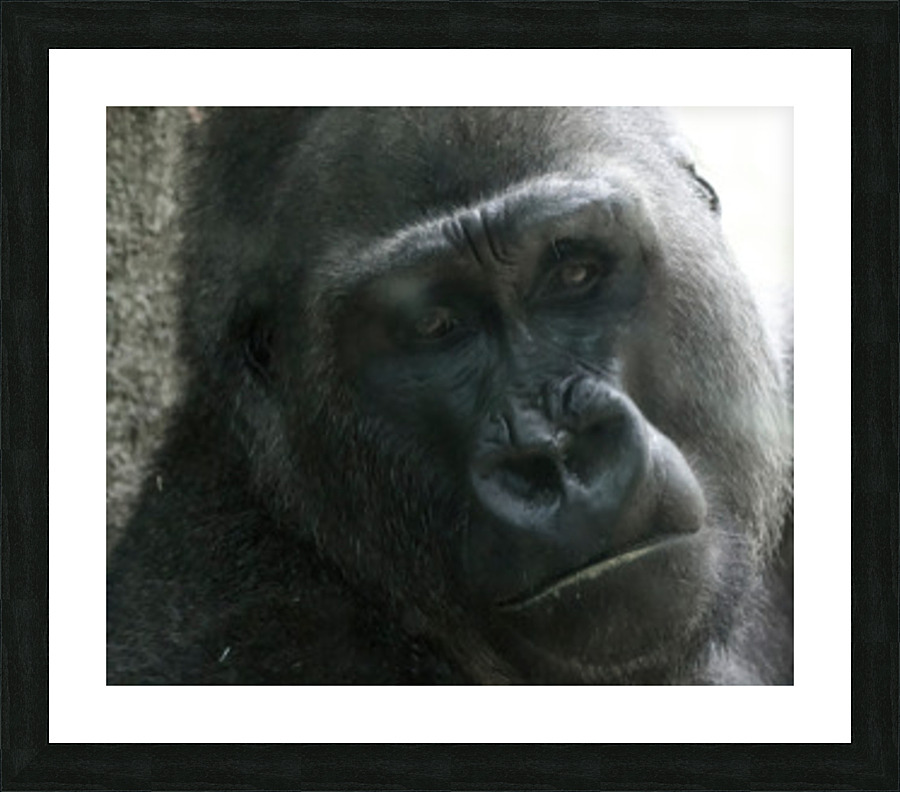 Gorilla001 Focus Picture Frame print