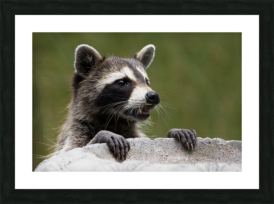 DSC 3320 Picture Frame print