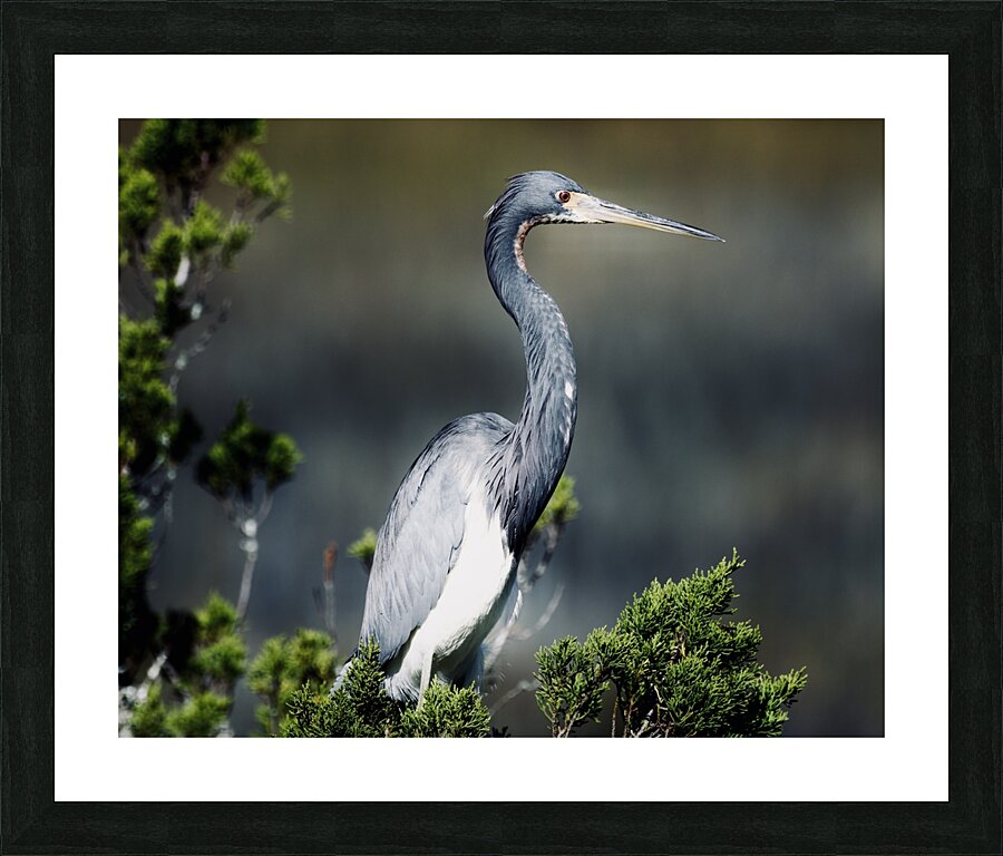 DSC 4611 Picture Frame print
