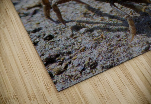 Fiddler Crab Terry L Fisher puzzle