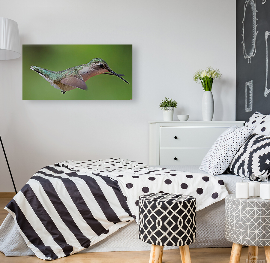 Hummingbird Reproduction