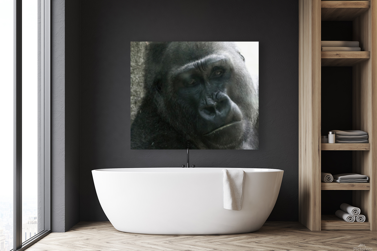 Gorilla001 Focus Reproduction