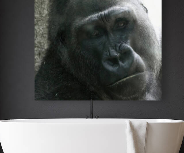 Gorilla001 Focus Reproduction