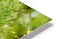 DSC 0381 SharpenAI Focus HD Metal print