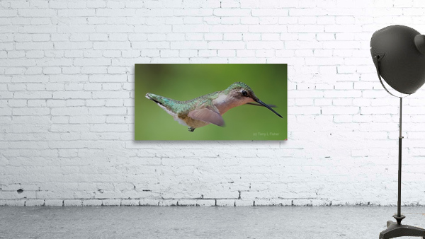 Hummingbird Wall Preview