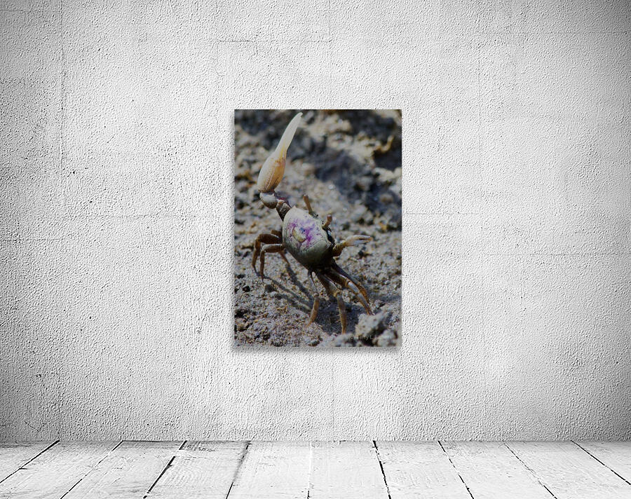 Fiddler Crab Wall Preview