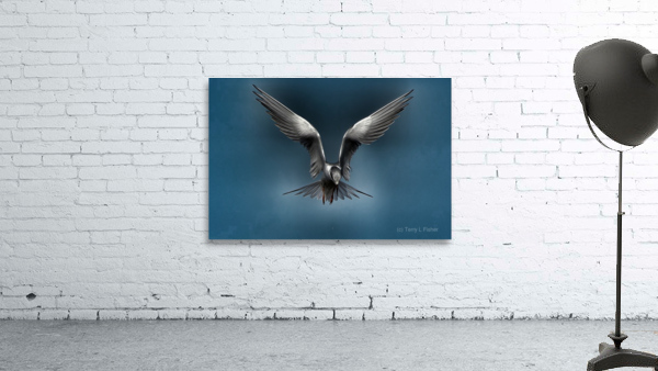 Tern on the hunt Wall Preview