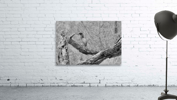DSC 2751 Wall Preview