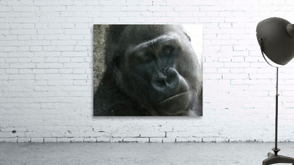 Gorilla001 Focus Wall Preview