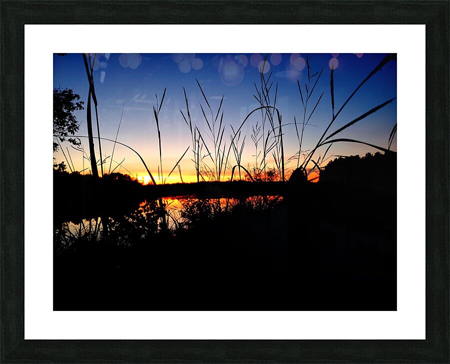 Sunset Through the Reeds Picture Frame print