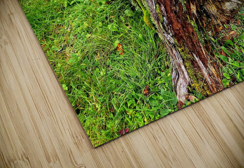 New Beginnings - landscape Forest Wytch Photography puzzle