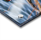 Wood Duck Acrylic print