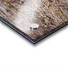 Rabbit Acrylic print