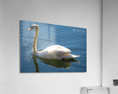 Swan 03 Acrylic Print