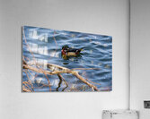Wood Duck Acrylic Print