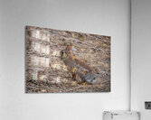 Rabbit Acrylic Print