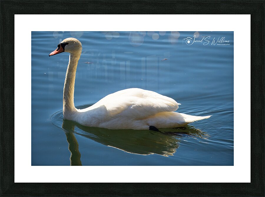 Swan 03 Picture Frame print
