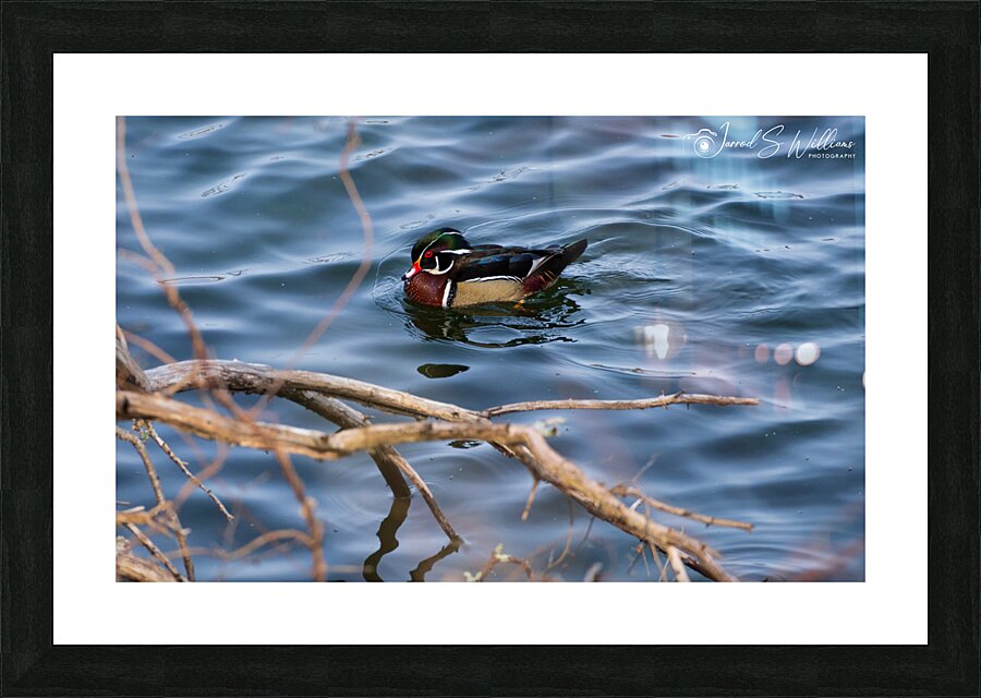 Wood Duck Picture Frame print