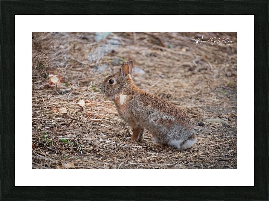 Rabbit Picture Frame print