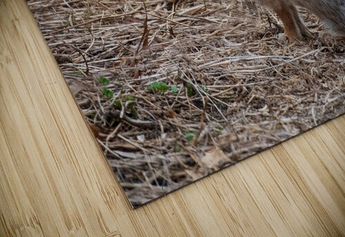 Rabbit jarrodswilliams puzzle