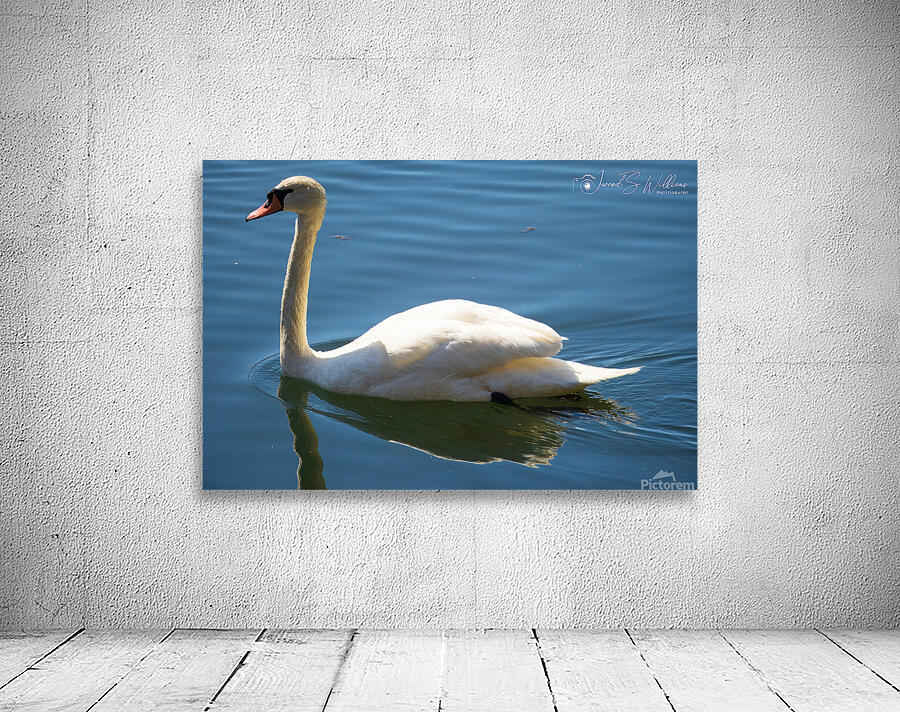 Swan 03 Wall Preview