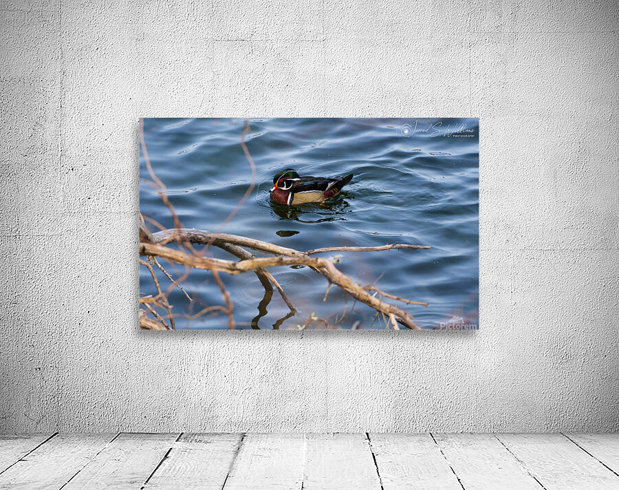 Wood Duck Wall Preview