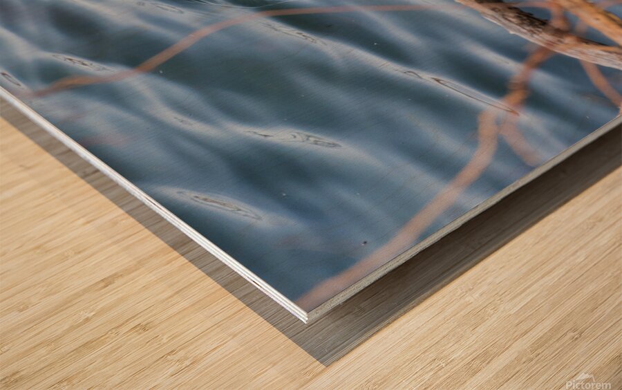 Wood Duck Wood print