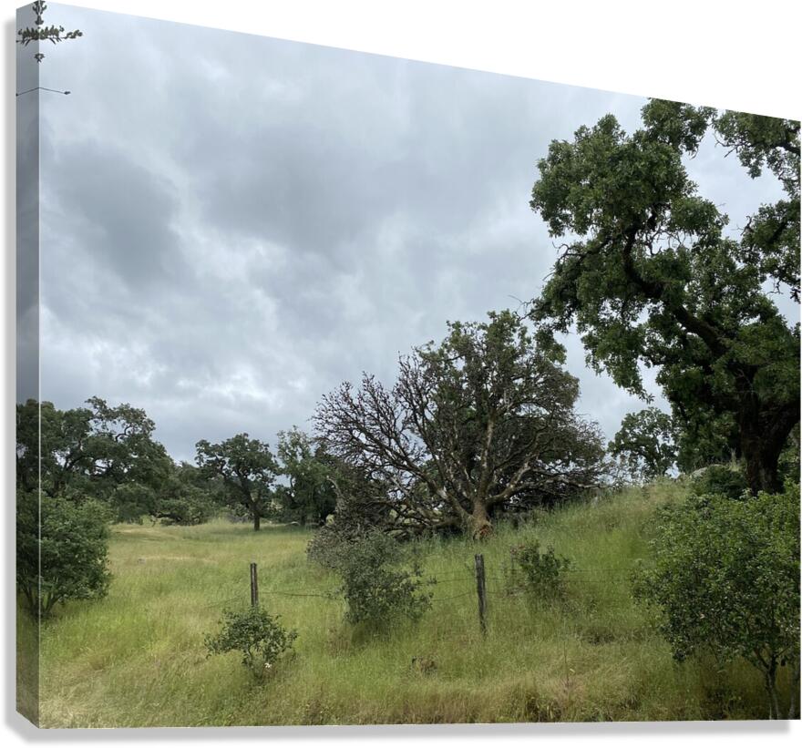 fenced in Canvas Print