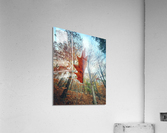 Falling Up Acrylic Print