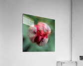 Fauve precoce Acrylic Print