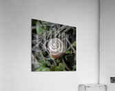 Spirale d’or Acrylic Print
