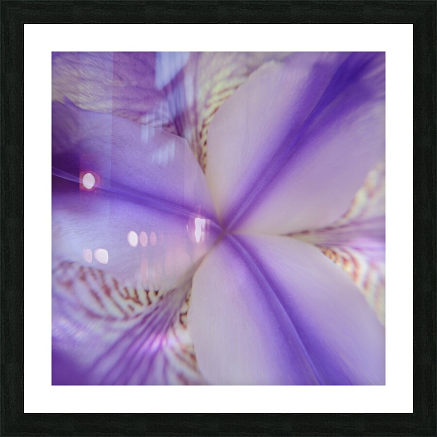 Douceur quebecoise - Iris versicolore Picture Frame print