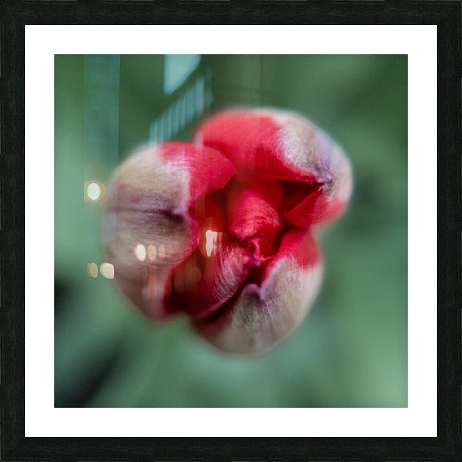 Fauve precoce Picture Frame print