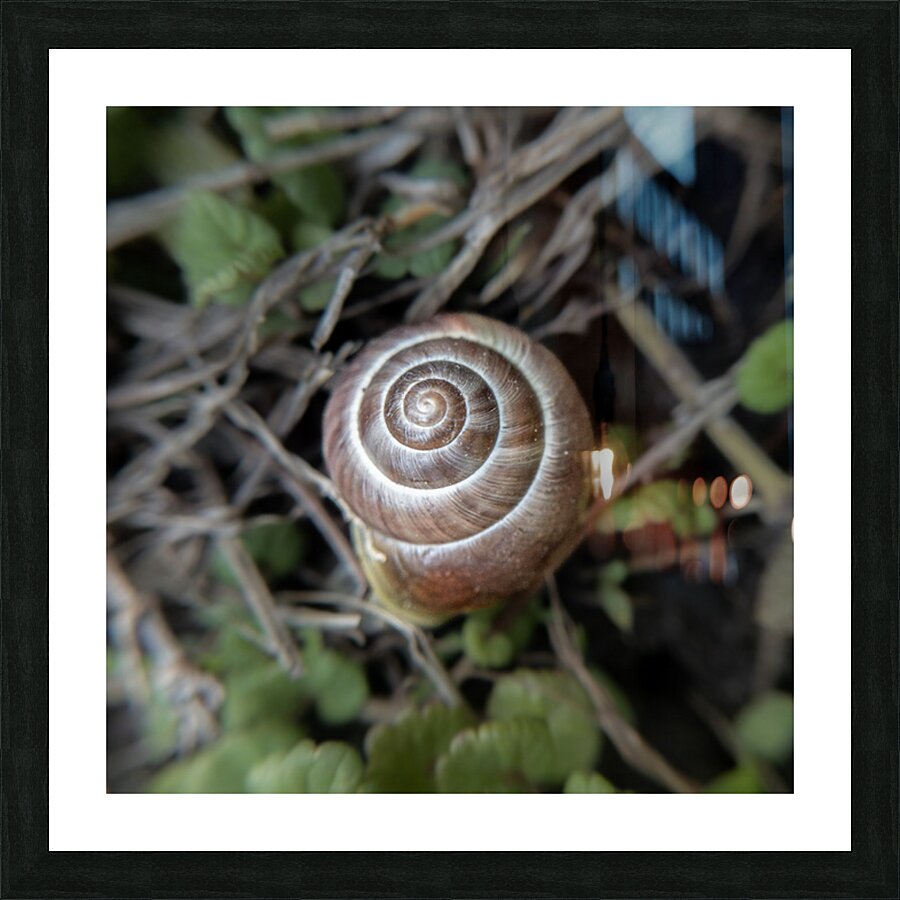 Spirale d’or Picture Frame print