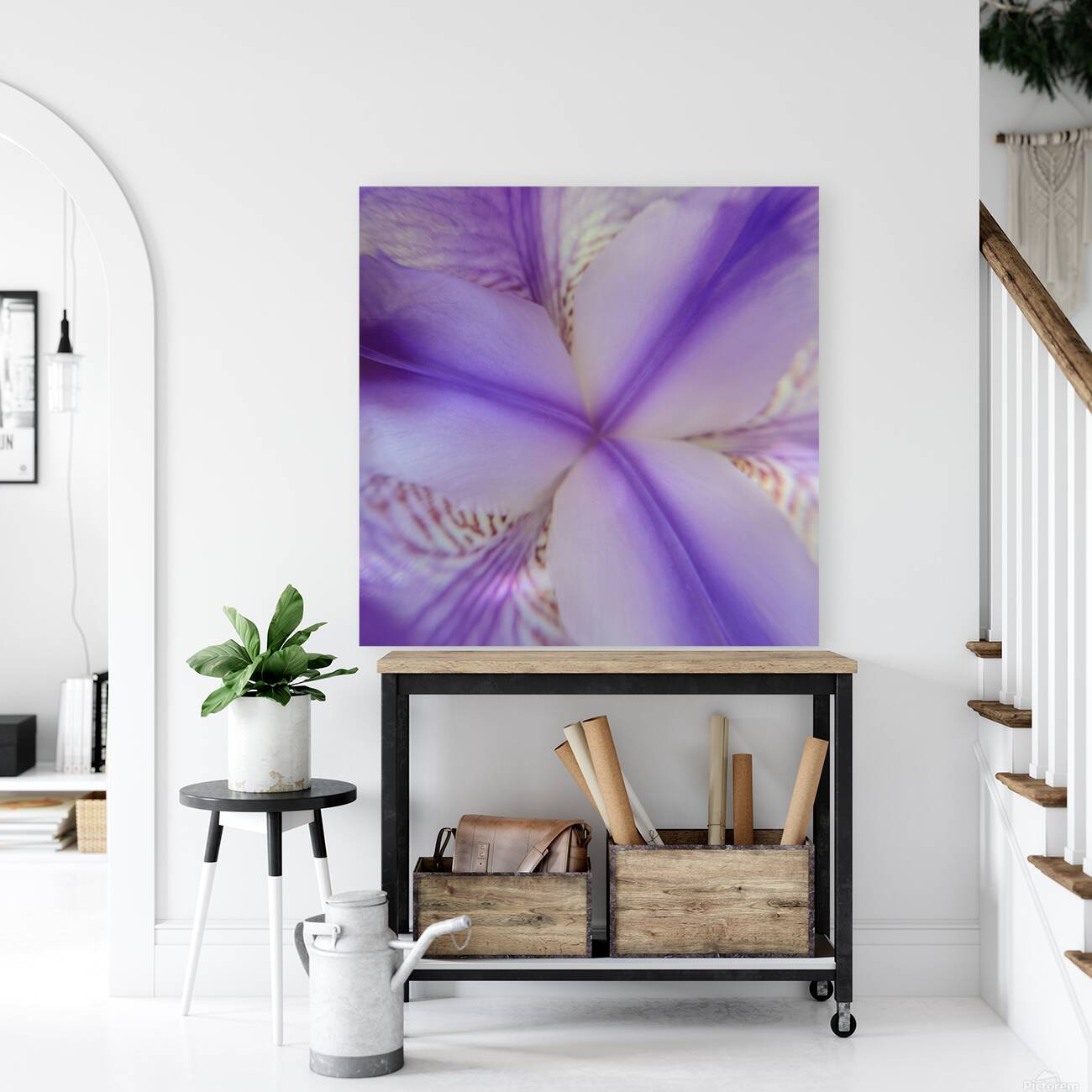 Douceur quebecoise - Iris versicolore Reproduction