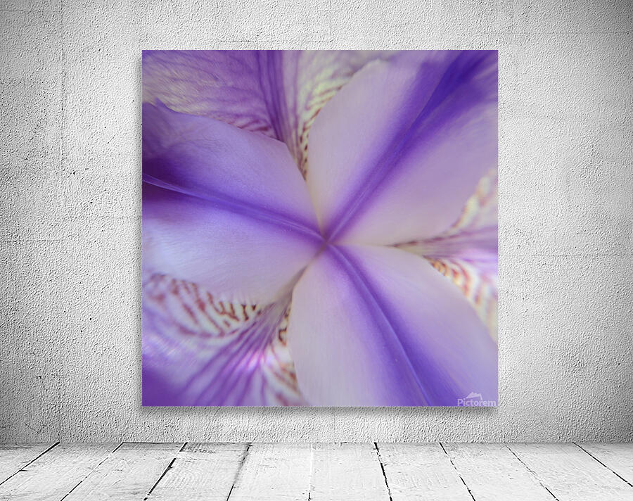 Douceur quebecoise - Iris versicolore Wall Preview