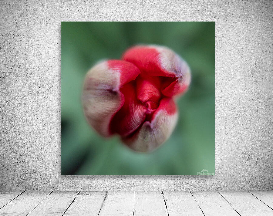 Fauve precoce Wall Preview